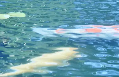 Koi swimming in a pond