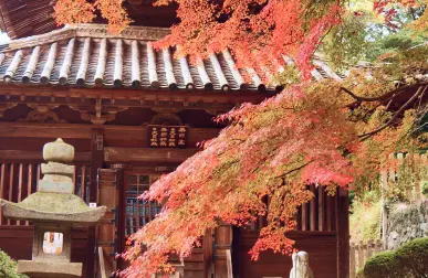 Images of Autumn Leaves and Temples