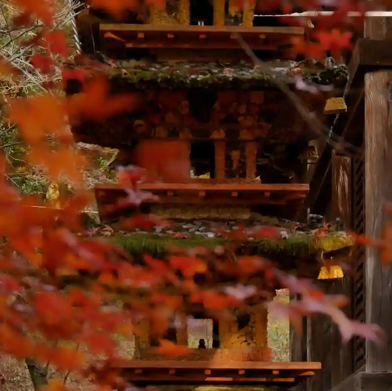 Autumn leaves